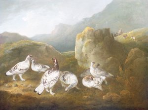 स्पोर्ट्समैन और डॉग्स बियॉन्ड के साथ एक पहाड़ी लैंडस्केप में Ptarmigan